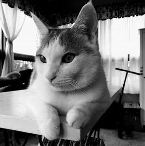 Meet your Posher, Michelle